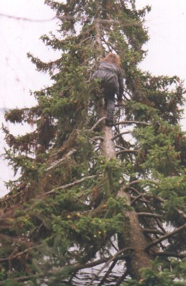 tree