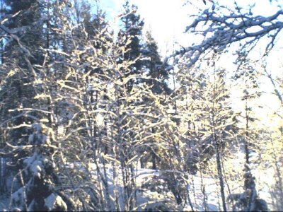 tree