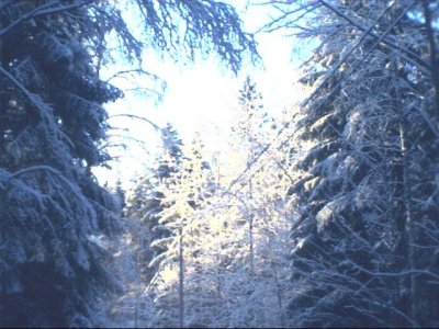 tree