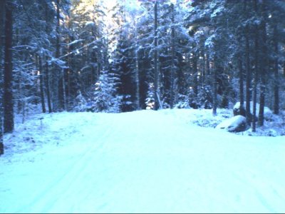 wood