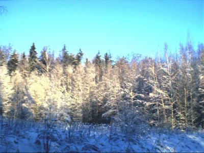 wood