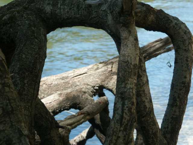 PICT0094.jpg