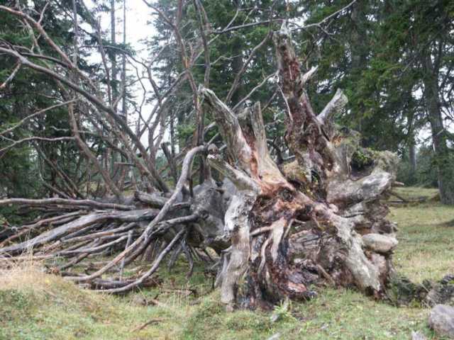 PICT1589.jpg