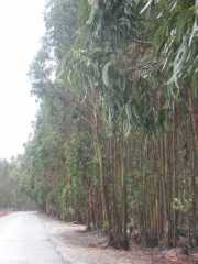 PICT7490.JPG
