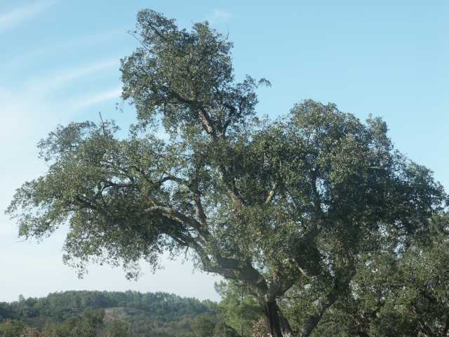 PICT7878.JPG