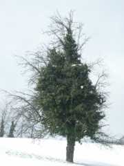 PICT9196.JPG