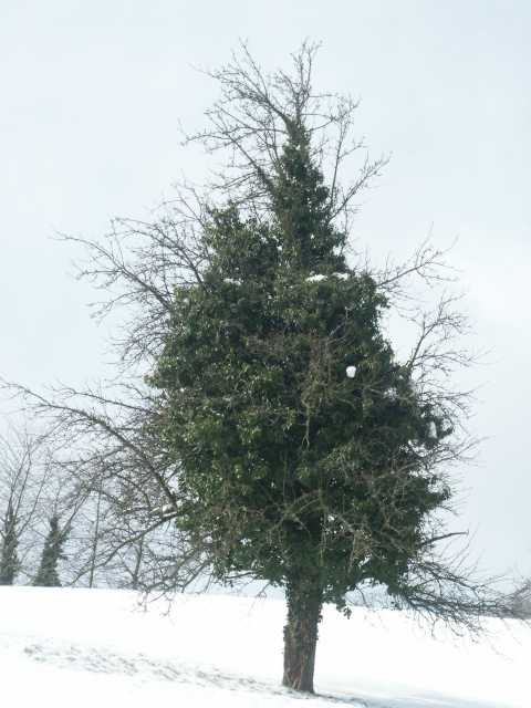 PICT9196.JPG