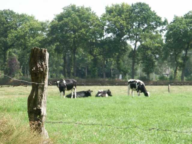 PICT8541.JPG