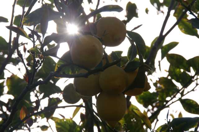 pict9447.jpg