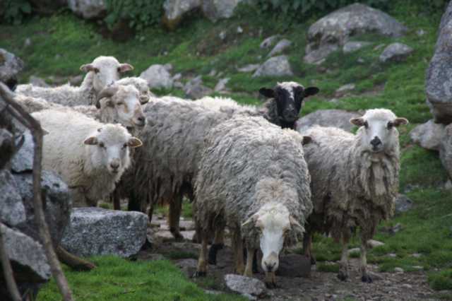 pict2329.jpg
