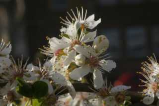 dsc03486.jpg