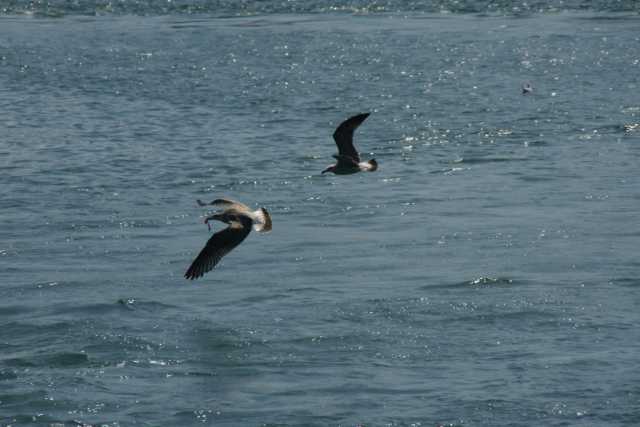 DSC02033.JPG