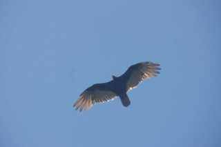 DSC006786.JPG