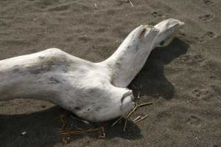 DSC201310.JPG