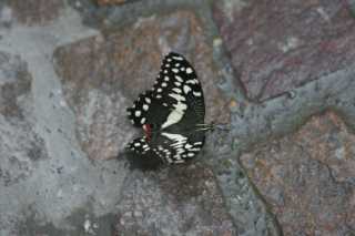 DSC07012.JPG