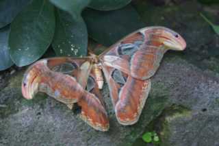 DSC07032.JPG