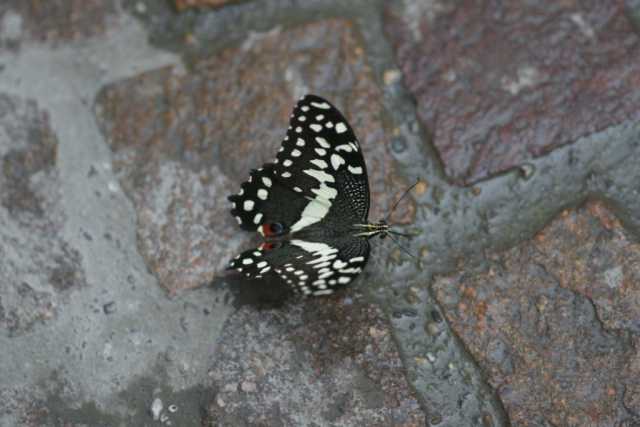 DSC07012.JPG