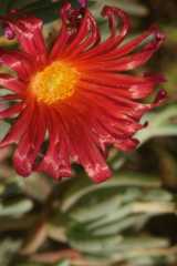 DSC07000.JPG