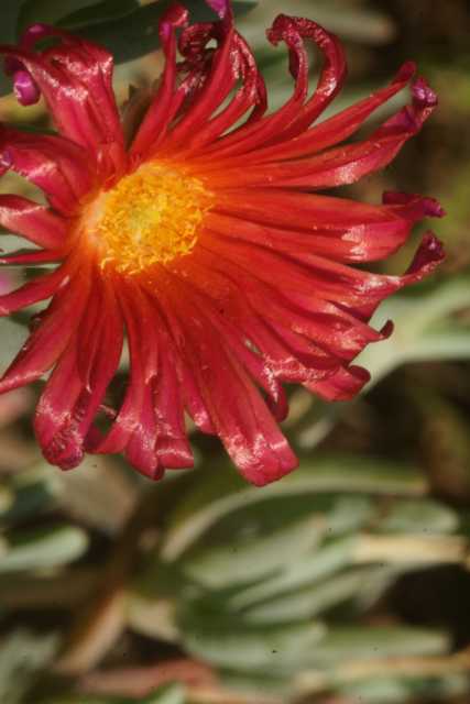 DSC07000.JPG