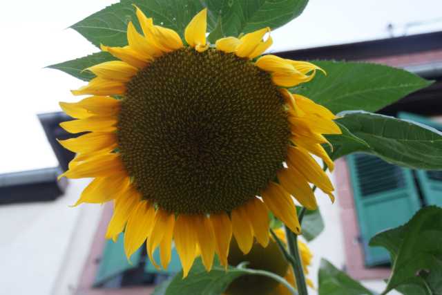 DSC08474.JPG