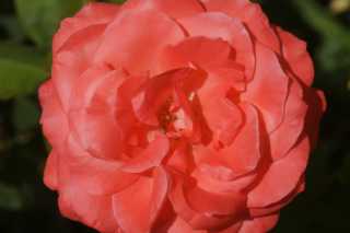 DSC01786.JPG