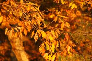 DSC08768.JPG