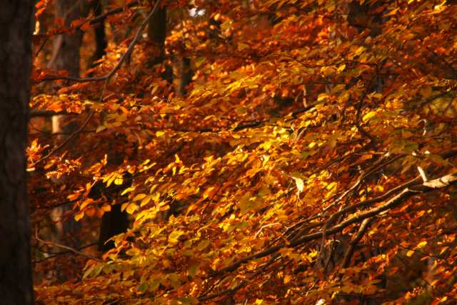 DSC08733.JPG