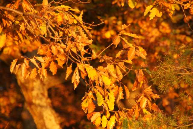 DSC08768.JPG