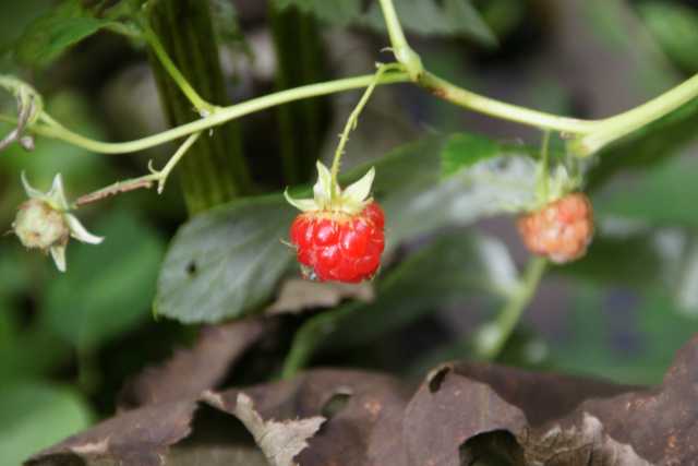 DSC03488.JPG