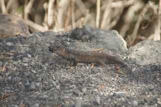 DSC03861.JPG
