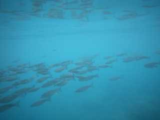 IMGP0846.JPG