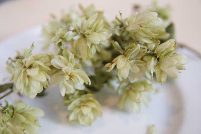 DSC05083.JPG