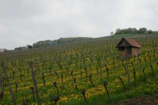 DSC06590.JPG