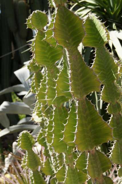 DSC07188.JPG