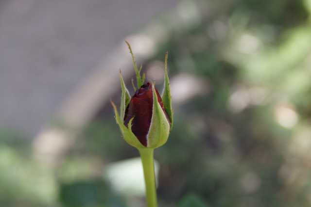 DSC07199.JPG