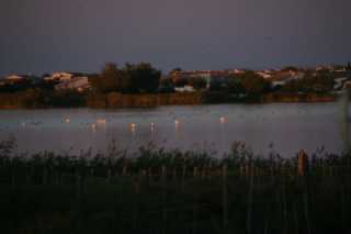 DSC09490.JPG