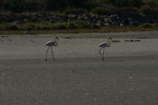 DSC09674.JPG