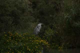 DSC09836.JPG