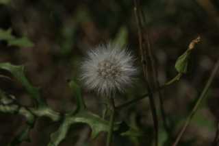 DSC09937.JPG