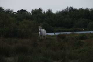 DSC09948.JPG