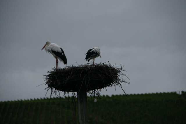 DSC09294.JPG