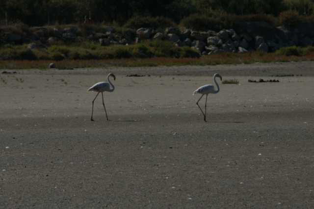 DSC09674.JPG