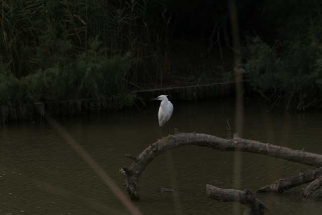 DSC09884.JPG