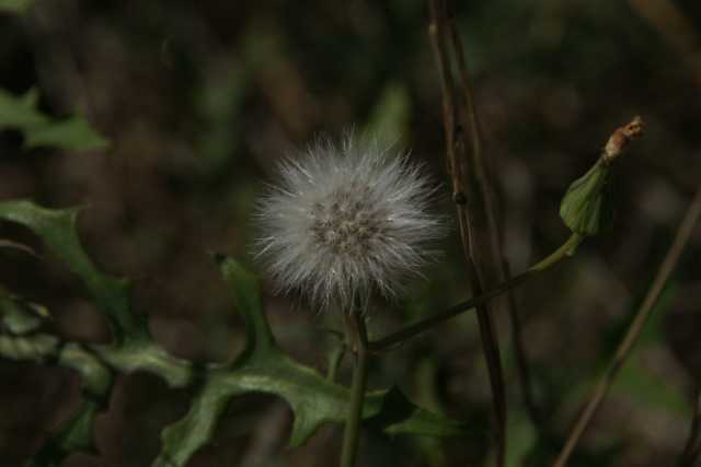 DSC09937.JPG