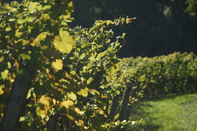 DSC00458.JPG