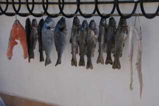 DSC07805.JPG