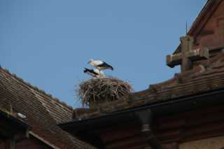 DSC07987.JPG