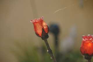 DSC08003.JPG