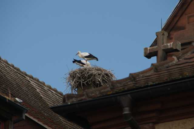 DSC07987.JPG