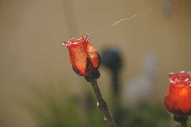 DSC08003.JPG